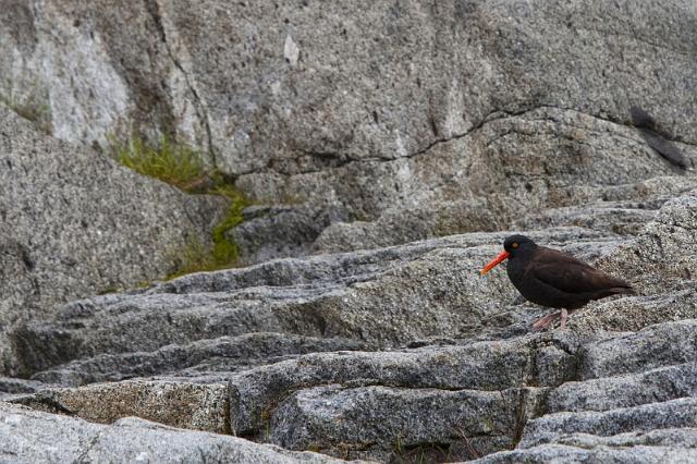 092 Seward, Kenai Fjords NP, Amerikaanse Zwarte Scholekster.jpg